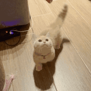 最不乖的幾種貓咪，你家貓也在其中？