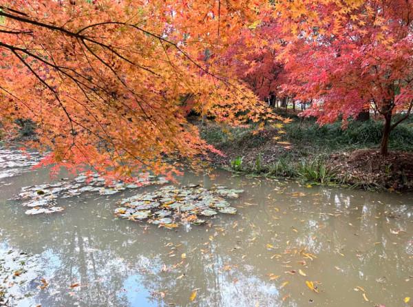 錯過等一年！金山這裡的“楓”景獨好