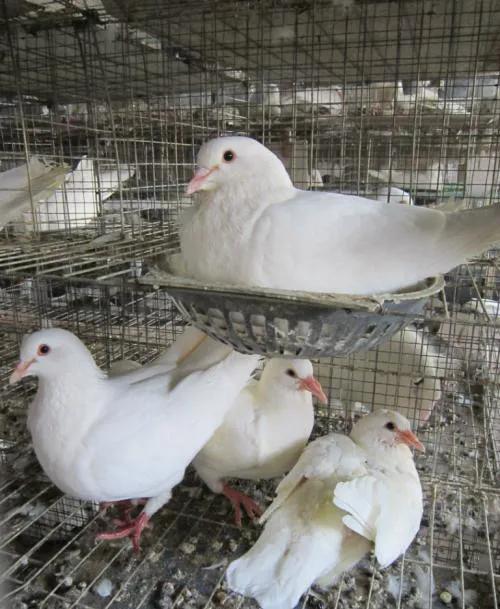 農村肉鴿養殖前景怎麼樣？