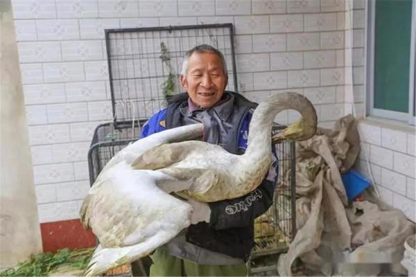 2019年，公天鵝遭灰狼襲擊，母天鵝急求老人相救，夫妻情深