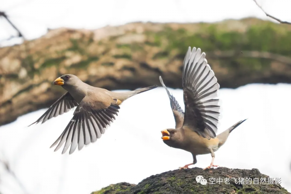 一劍封喉——新機OM-1拍鳥深度測評