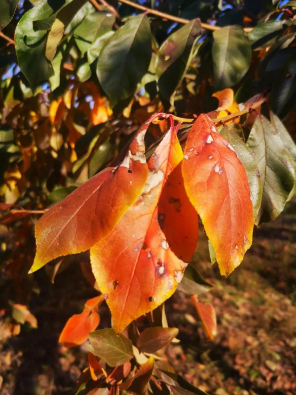 再到神星鎮柿子溝 再到神星鎮柿子溝