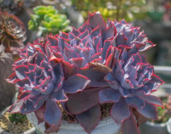 沒養過多肉界“三仙子”，怎知多肉也能飄逸靈動？這個秋季別錯過