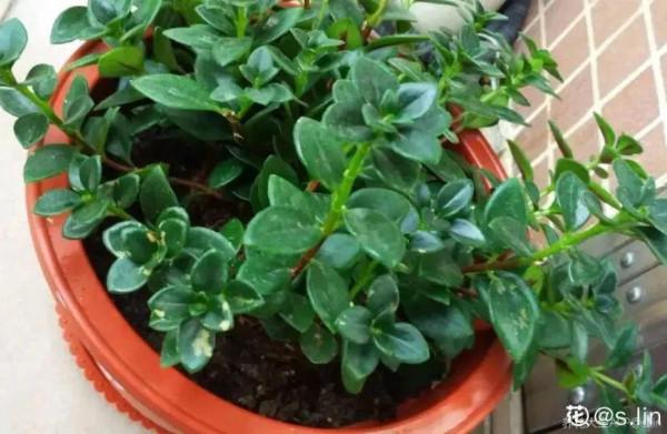 養花一直不開花，給他套個黑塑膠袋，花苞呼呼冒