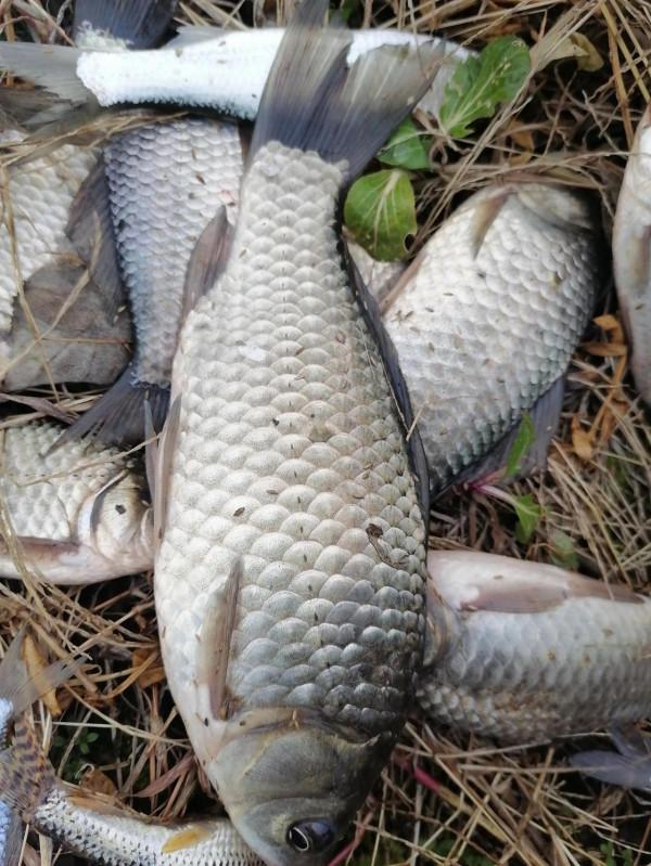 誰說冬季西北風不好釣