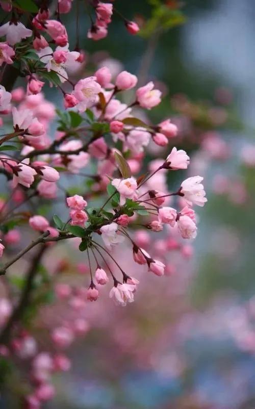花中神仙 海棠花 花中神仙 海棠花