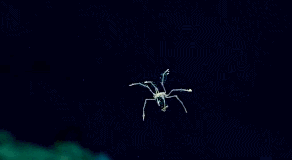 海蜘蛛用5億年親身證明一個道理：“只要足夠廢物，就沒天敵”