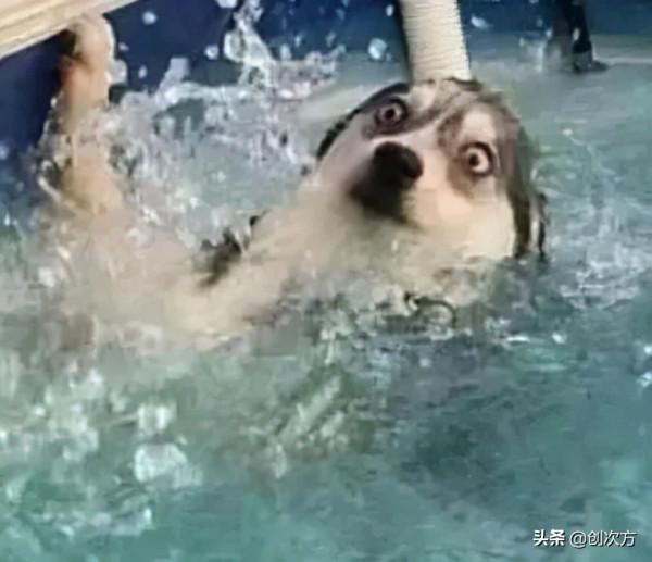 智慧加持,化作水下蛟龍 智慧加持,化作水下蛟龍