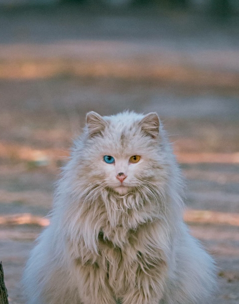 本土貓種獅子貓,一直被稱為“布偶平替”,現在數量遠比布偶稀少 本土貓種獅子貓,一直被稱為“布偶平替”,現在數量遠比布偶稀少