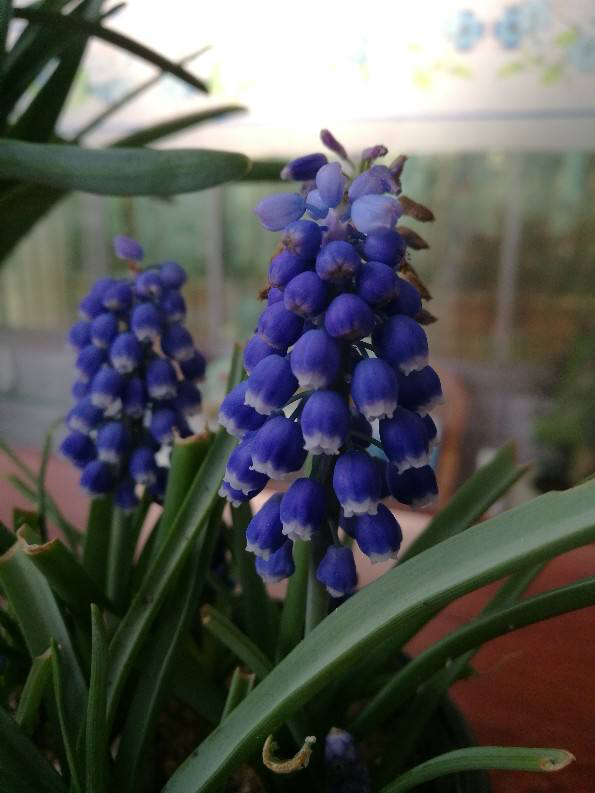 4種花適合短時間養殖，開敗了就扔掉，別心疼