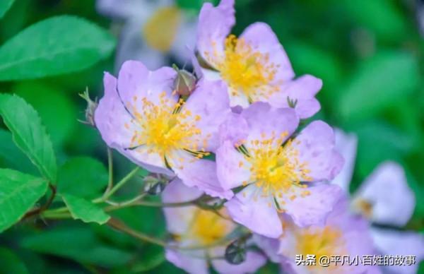 雞毛蒜皮的生活中,怎樣有個好心態 雞毛蒜皮的生活中,怎樣有個好心態