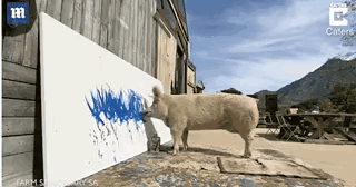 天才豬畫家，改寫了“笨豬”時代