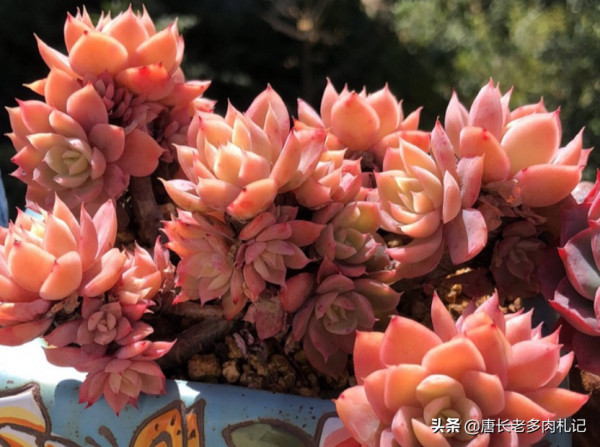 養多肉的都是些什麼人？這7類人最多，來看看其中有沒有包括你？