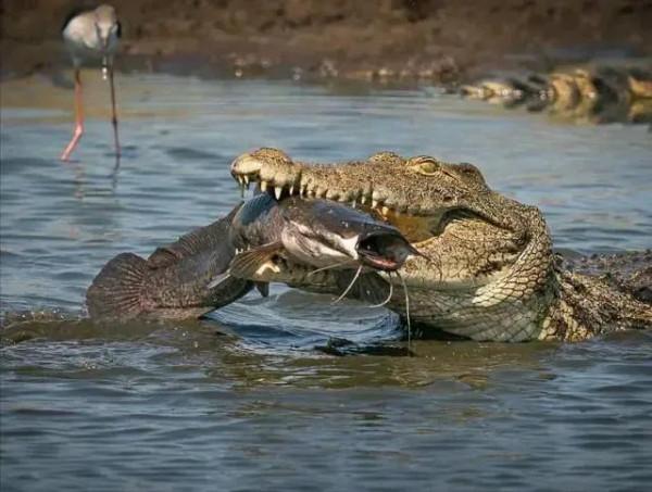 動物界奇趣瞬間抓拍，豐富多彩，異彩紛呈，難得一見，太驚豔了