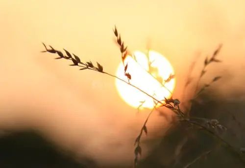 子夜薦讀 | 李清照筆下的秋天，美到極致！