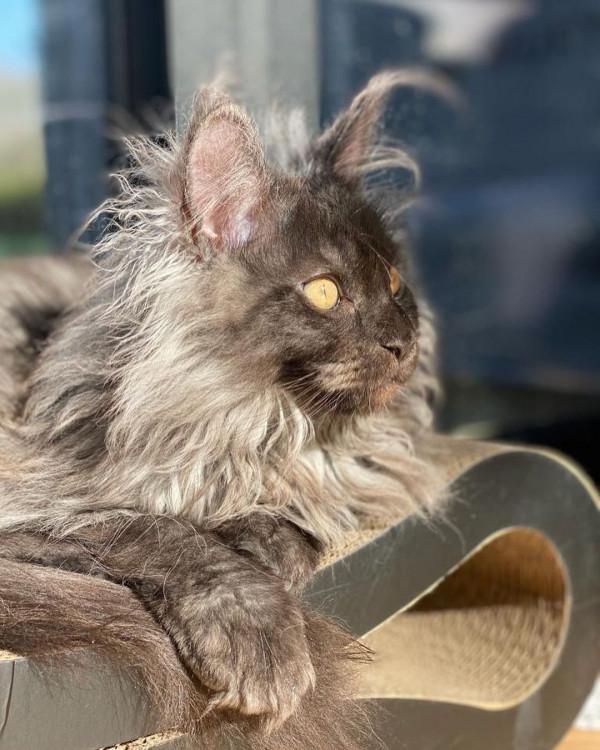 外國妹子養了只猴裡猴氣的緬因喵,這畫風,太大佬了 外國妹子養了只猴裡猴氣的緬因喵,這畫風,太大佬了