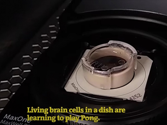 科學家訓練混合晶片中腦細胞打乒乓 學習速度遠勝過AI 科學家訓練混合晶片中腦細胞打乒乓 學習速度遠勝過AI