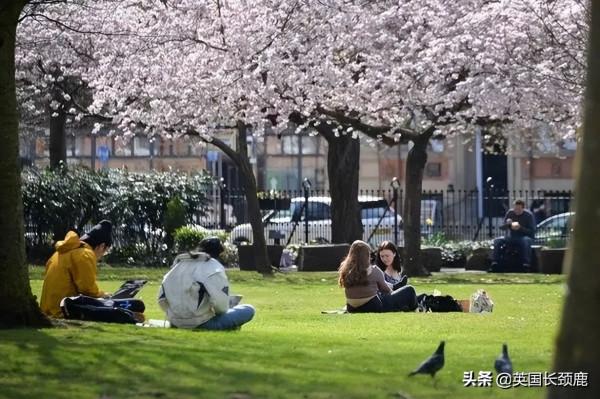 櫻花樹下的英國，你想念嗎？