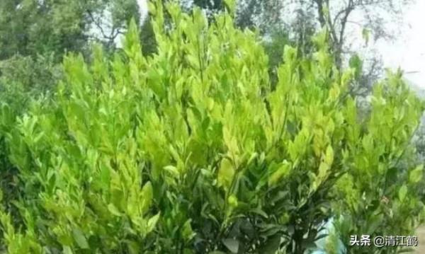黃龍病樹該如何處理?看完這";4點關鍵";內容,你就知道怎麼做了 黃龍病樹該如何處理?看完這";4點關鍵";內容,你就知道怎麼做了