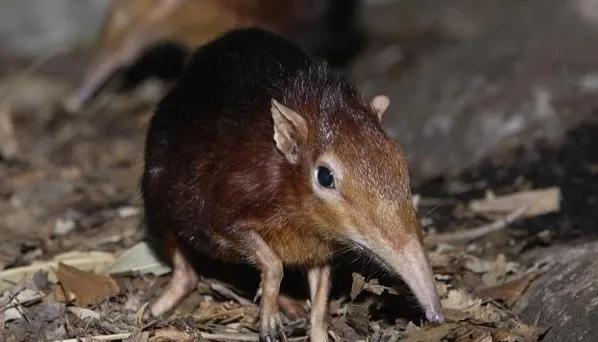 像老鼠的鼩鼱：世界上最小的哺乳動物