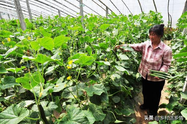 種植豆角和黃瓜，用上這幾個方法有奇效，花多果多產量高