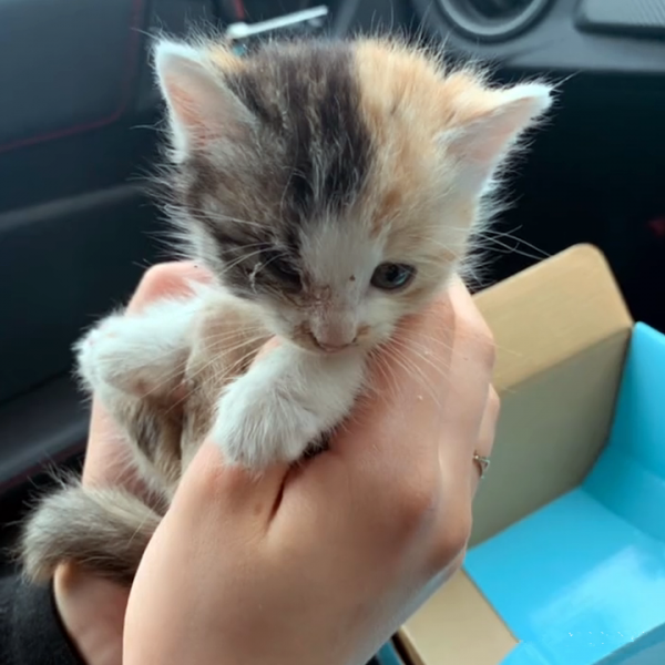 1只小奶貓跟在身後，男子猶豫後決定收養，幾天後覺得撿到寶了