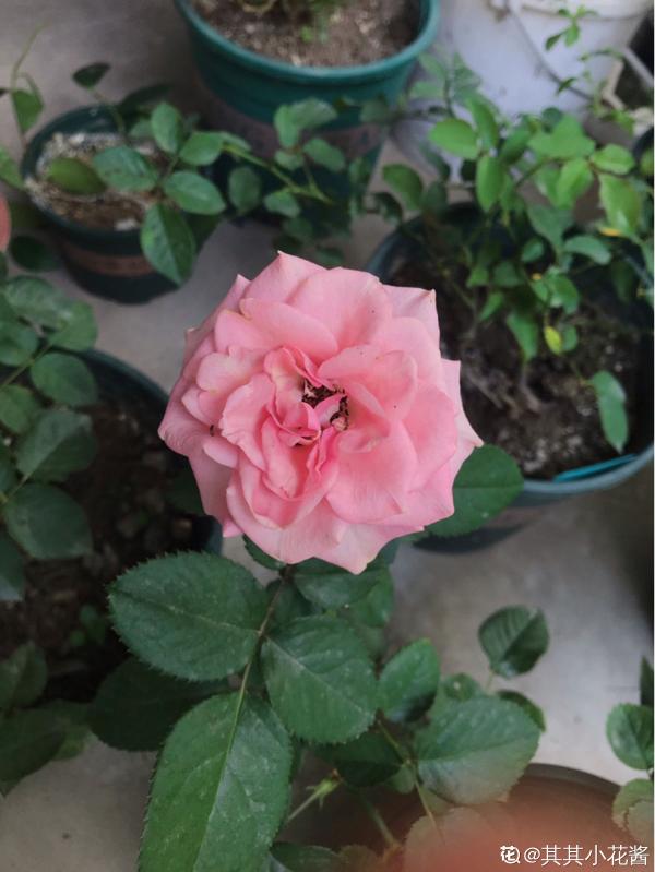 我不喜歡的4種花,養了之後才知道,缺點多於優點 我不喜歡的4種花,養了之後才知道,缺點多於優點