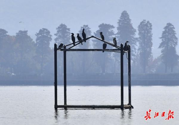 紅嘴鷗翔集東湖