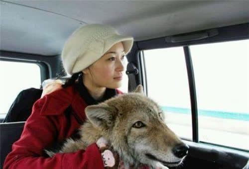 成都女孩李微漪,10年前將一匹狼當“兒子”,十年後與狼再相遇 成都女孩李微漪,10年前將一匹狼當“兒子”,十年後與狼再相遇