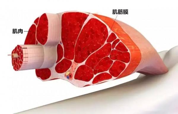 別拿豆包不當乾糧，肌筋膜炎持續時間太久，一樣會讓您苦不堪言