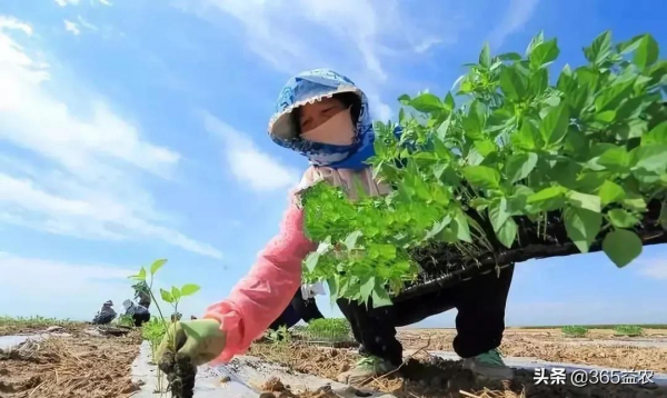 送你一份二月蔬菜種植管理表，不要錯過！內含全套技術
