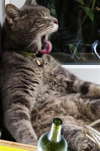 千杯不醉喜歡喝啤酒的動物