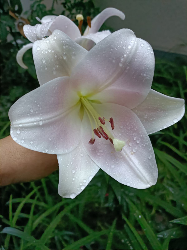 五仁餡的月餅太難吃,不如4種鮮花餡,同意的舉手 五仁餡的月餅太難吃,不如4種鮮花餡,同意的舉手