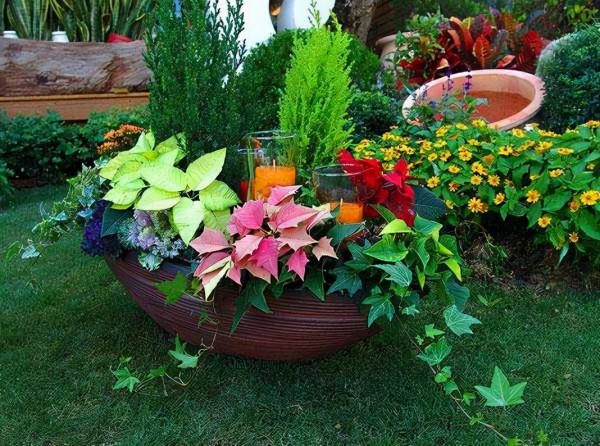 澆花就用這2種“水”，土壤成“軟蛋糕”，葉片更油綠，花開更多