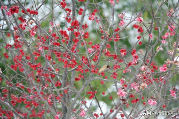 花果相擁迎冬雪,山東黃河玫瑰湖國家溼地公園現奇觀 花果相擁迎冬雪,山東黃河玫瑰湖國家溼地公園現奇觀