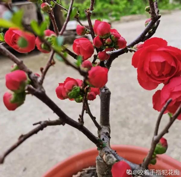 10種花不怕冷,先別搬進屋,放外面凍一凍,開花更旺 10種花不怕冷,先別搬進屋,放外面凍一凍,開花更旺