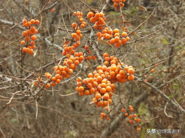 難道只有北方人才吃這些“水果”的？南方朋友：沒吃過，也沒見過