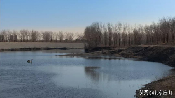 喜迎冬奧慶新春！美麗天鵝現身房山大石河！