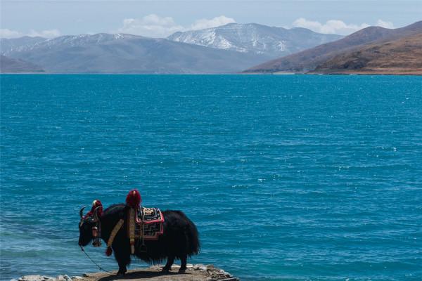 西藏羊湖8億公斤魚類氾濫成災,隨手就能撈到,為何無人敢吃? 西藏羊湖8億公斤魚類氾濫成災,隨手就能撈到,為何無人敢吃?