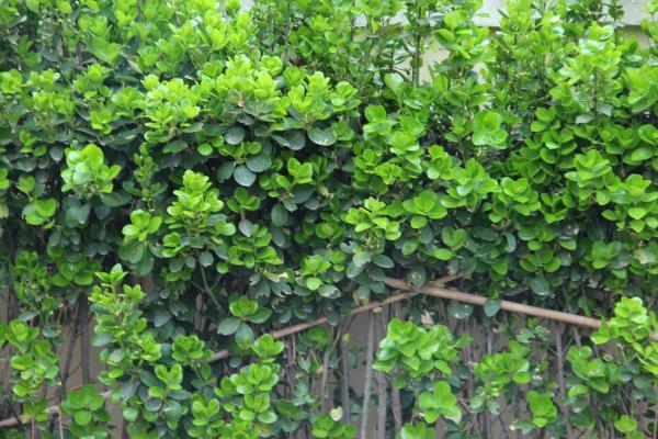 10月份開花的8種花,想下個月看開花的,不能錯過 10月份開花的8種花,想下個月看開花的,不能錯過