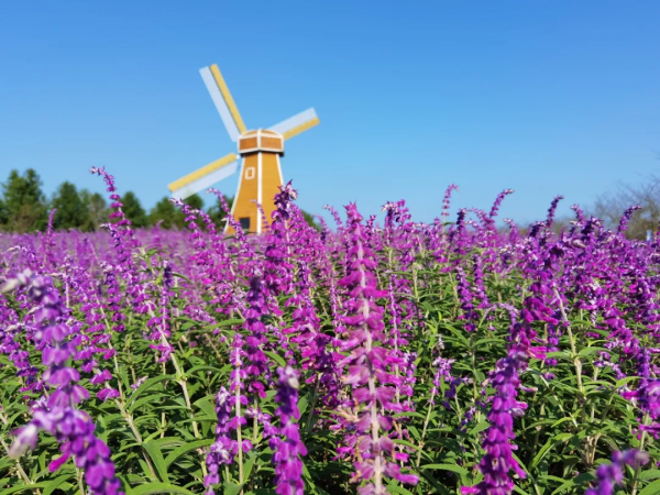 花海來啦!金卉莊園11月最美賞花季現已開啟!快來走“花路”吧! 花海來啦!金卉莊園11月最美賞花季現已開啟!快來走“花路”吧!