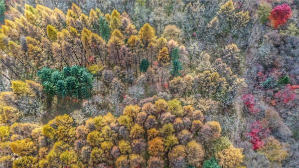 本溪有一個可以自駕遊覽的景區，觀賞紅葉絕美，今年秋天不能錯過