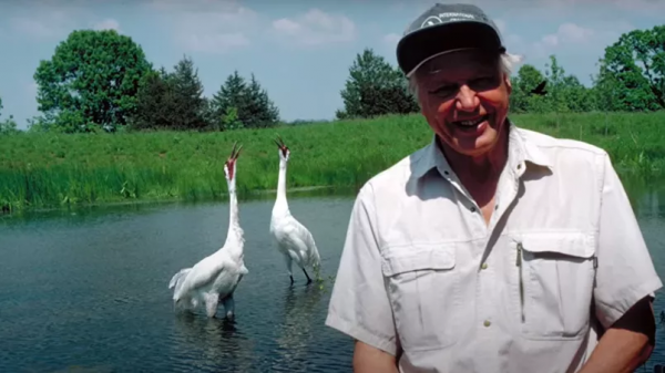 一個男人與一隻鶴的曠世愛情：她一生只愛他一人