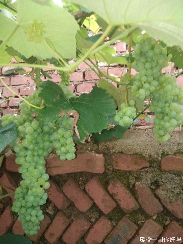 一棵葡萄樹，天然遮陰棚，養殖省力好打理