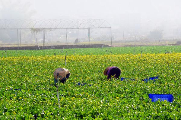 三農種養殖技巧大全（五）