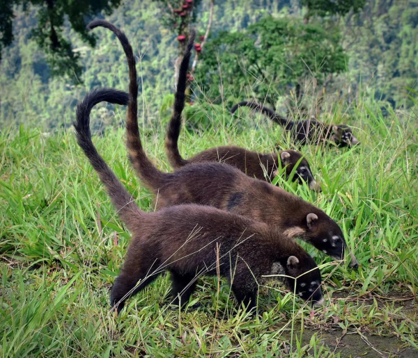 森林哺乳動物的“竊聽”技巧，全是為撿漏