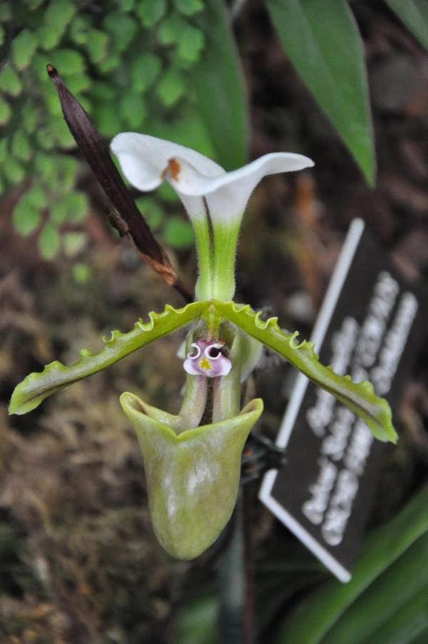 說蘭是花中君子的,那是因為你沒見過這些蘭花 說蘭是花中君子的,那是因為你沒見過這些蘭花