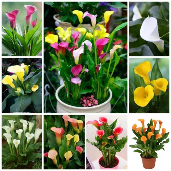 懶人花卉——馬蹄蓮