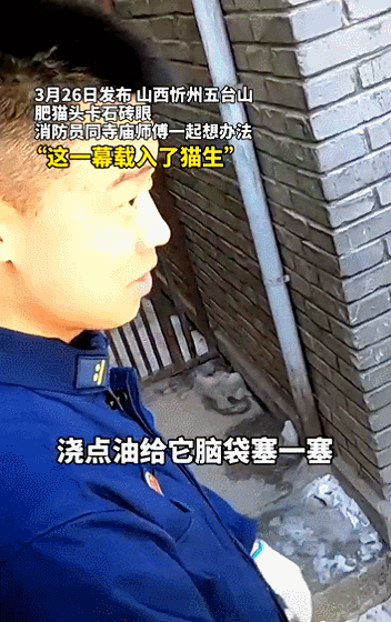生命之吻！他人工呼吸拯救昏迷小貓，中國消防員也很暖