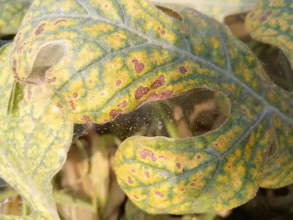 防治根結線蟲、枯萎病、根腐病，超好用的用藥配方